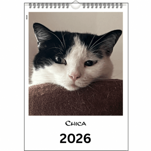 Schwarz-weiße Katze Chica mit rosa Nase liegt auf einer Kratztonne. Personalisierter Fotokalender A4 für 2026 mit eigener Katze, 2 € Spende an Lebenshof Pino & Freunde