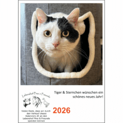 Weiße Katze mit schwarzen Flecken namens Sternchen schaut neugierig aus einem Katzenhaus – Vorschau auf den A5 Fotokalender von Sternchen 2026 zugunsten des Lebenshofs Pino & Freunde