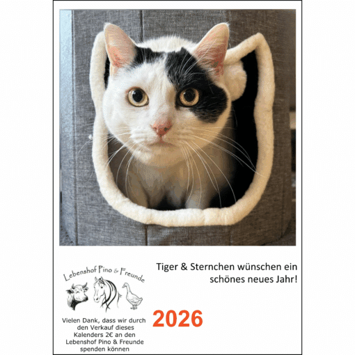 Weiße Katze mit schwarzen Flecken namens Sternchen schaut neugierig aus einem Katzenhaus – Vorschau auf den A5 Fotokalender von Sternchen 2026 zugunsten des Lebenshofs Pino & Freunde