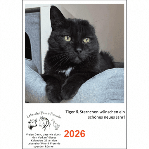 Schwarzer Kater Tiger mit weißem Brustfell liegt entspannt im Katzenbett – Vorschau auf den A5 Fotokalender von Tiger 2026 zugunsten des Lebenshofs Pino & Freunde