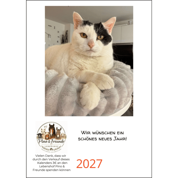 A4 Katzenkalender 2027 mit Sternchen und Spende an den Lebenshof Pino & Freunde