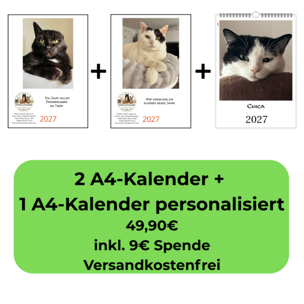 Tiger und Sternchen Katzenkalender 2027 mit personalisiertem A4 Katzenkalender im Vorteilspaket