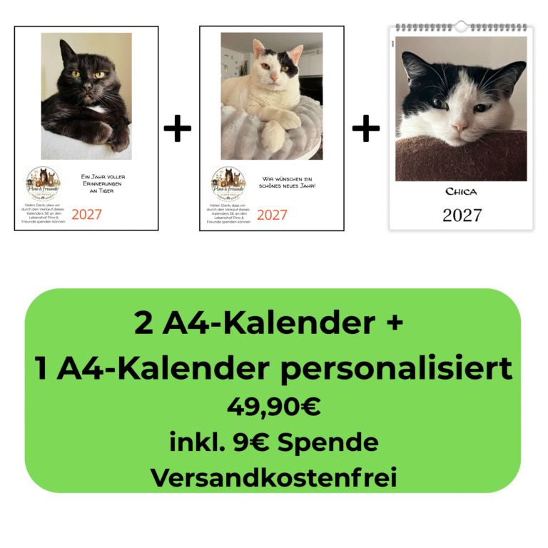 Tiger und Sternchen Katzenkalender 2027 mit personalisiertem A4 Katzenkalender im Vorteilspaket