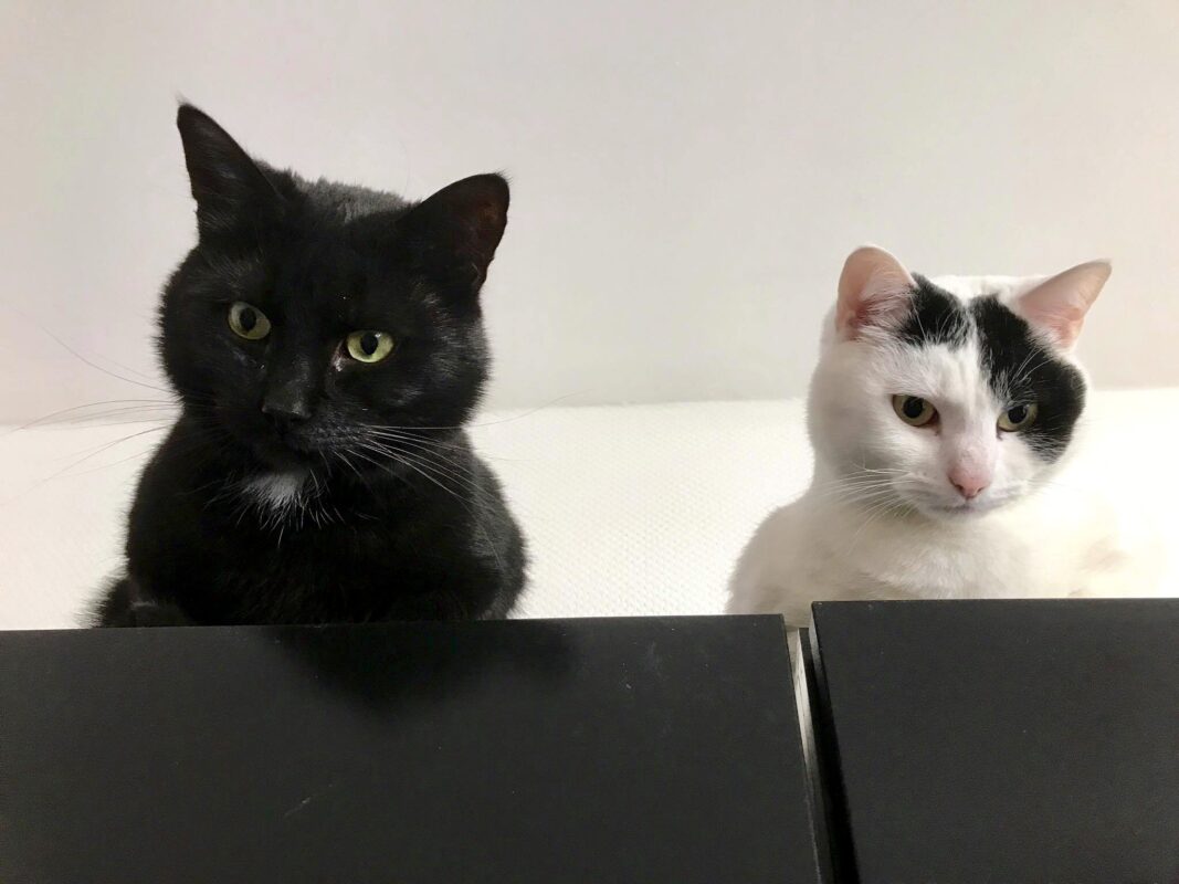 Die Katzen Tiger und Sternchen sitzen nebeneinander.